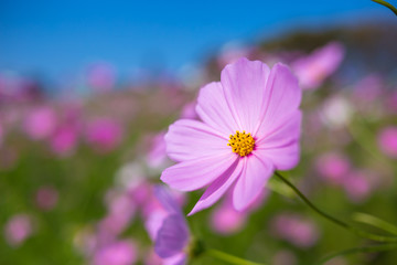 コスモス畑　秋イメージ