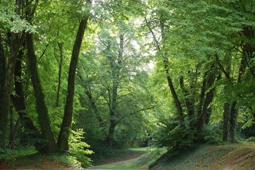 forêt de Verdun prise en 2013 la nature à repris ses droits