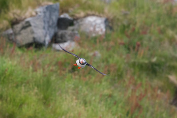 Freigestellter Papageitaucher fliegt über einen Steilhang in der Frontale