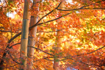 竹と紅葉　和風イメージ