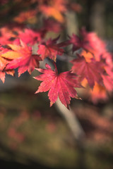 紅葉　秋イメージ