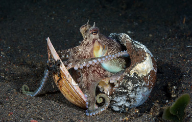 Incredible Underwater World - Coconut octopus - Amphioctopus marginatus. Diving and underwater photography. Tulamben, Bali, Indonesia.