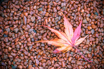 紅葉　秋イメージ