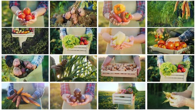Montage of video frames with the hands of farmers who keep vegetables from their fields. Organic products from the manufacturer's concept