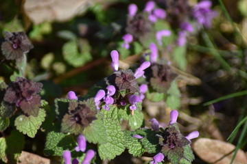 Purpurrote Taubnessel (Lamium purpureum)