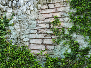 green creeper plant on old vintage wall