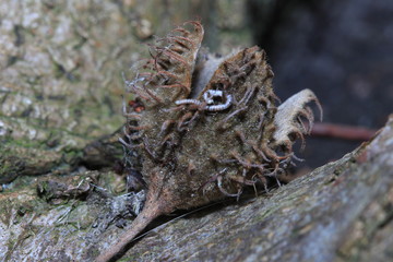 Tree seed with worm