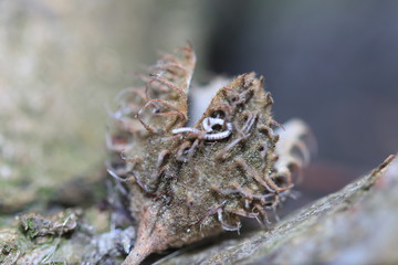 Worm on a seed