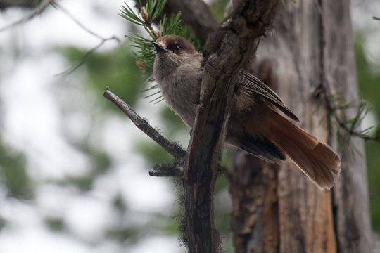 DIE 481 BESTEN BILDER, STOCKFOTOS UND ZU „Kieferklauen