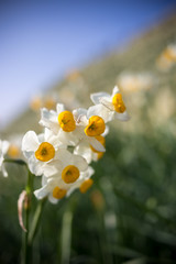 Fototapeta premium 水仙の花