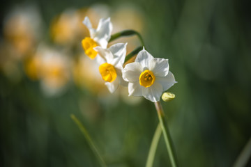 水仙の花