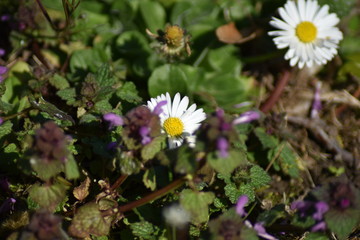 Gänseblümchen (Bellis perennis)