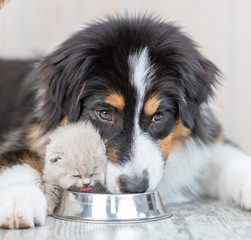 Closeup aussie dog and kitten eat together from one bowl at home