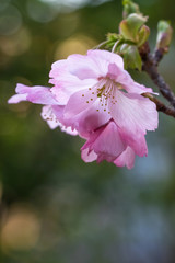 Naklejka na ściany i meble 桜の花