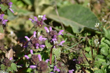 Purpurrote Taubnessel (Lamium purpureum)