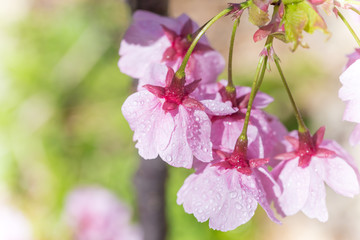 Obraz premium 桜の花