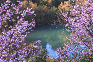 桜とダム　春イメージ