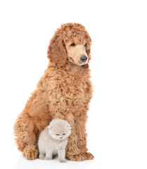 Poodle puppy and baby kitten sitting together in side view. Isolated on white background