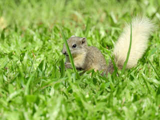 Naklejka na ściany i meble Squirrel standing on grass lawn in garden