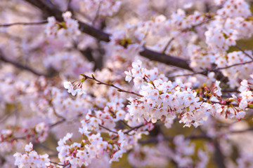 桜の花