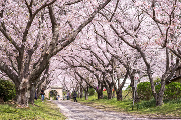 桜のアーチ　春イメージ