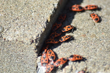 Gemeine Feuerwanze (Pyrrhocoris apterus)