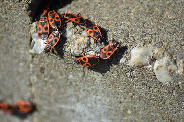 Gemeine Feuerwanze (Pyrrhocoris apterus)