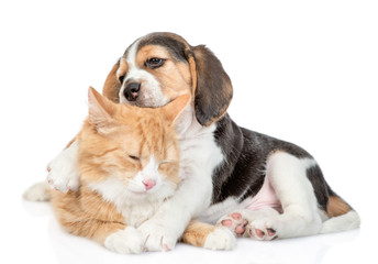 Beagle puppy chews cat's ear and embracing his. isolated on white background