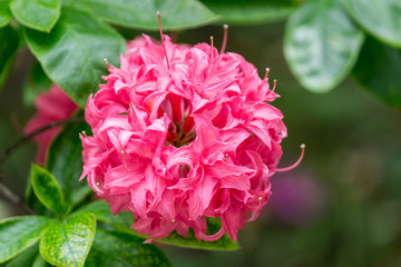 pink peony blossom with green leaves