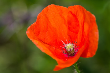 isolated poppy blossom in front of a green background