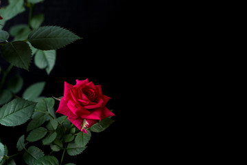 Red rose on a dark background