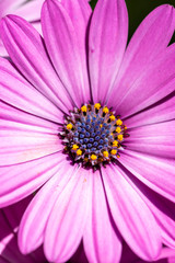 Fototapeta premium デイジーの花