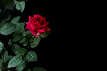 Red rose on a dark background