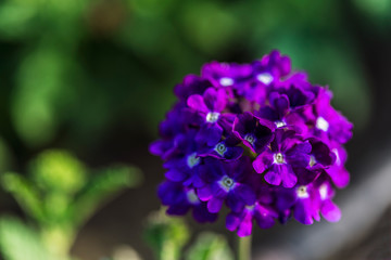 Obraz premium fully bloom seasonal flowers in field