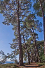 Pine grove (forest) on the shore of the blue sea on a summer evening. Pitsundskaya grove relic pine. Tourism i in Abkhazia.