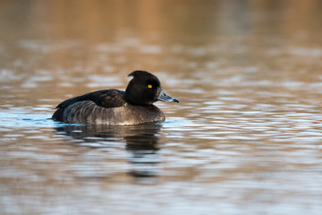 tufted duck on a lake
