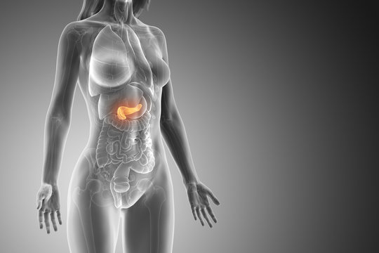 3d rendered medically accurate illustration of a womans pancreas