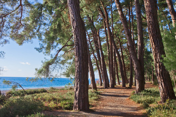 Path. Pine grove (forest) on the shore of the blue sea on a summer evening. Pitsundskaya grove relic pine. Tourism i in Abkhazia.