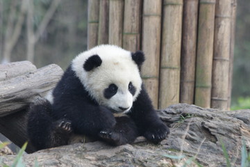 Little Baby Panda Cub on the Playground, China