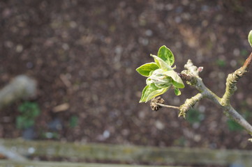 green, nature, plant, leaf, tree, spring, leaves, macro, flower, branch, insect, close-up, garden, summer, closeup, foliage, fresh, flora, natural, bud, berry, wild, spider, 