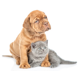 Mastiff puppy embracing kitten and looking away. isolated on white background