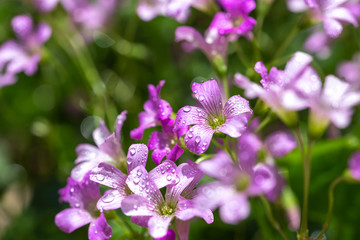 Obraz premium ムラサキカタバミの花