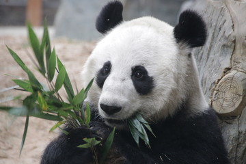 Close up panda Fluffy face, China