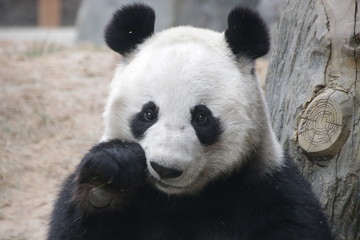 Obraz premium Sweet face of Female Panda, China