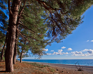 Pine grove (forest) on the shore of the blue sea on a summer evening. Pitsundskaya grove relic pine. Tourism i in Abkhazia.