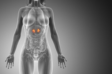 3d rendered medically accurate illustration of a womans adrenal glands
