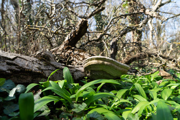 Baumschwamm auf knorrigem Ast