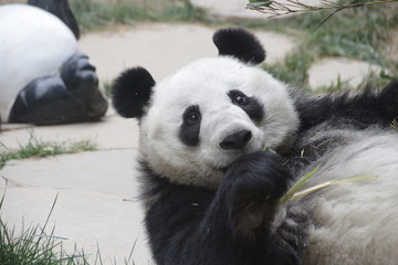 Obraz premium Female Giant Panda Name