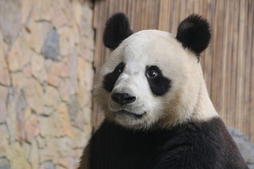 Fototapeta premium Funny action of giant panda, China