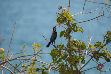 small bird on a branch